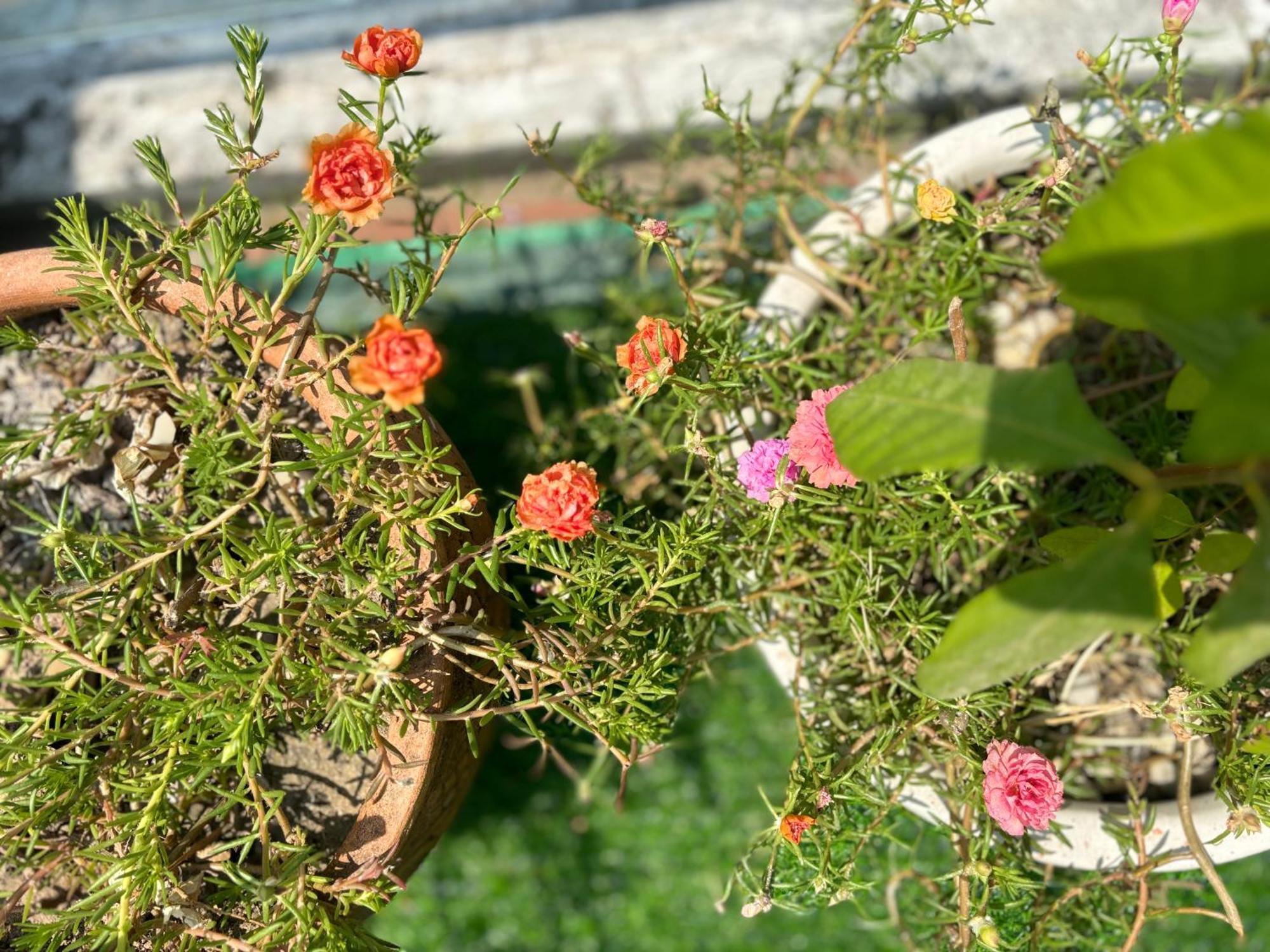 Good Morning Hoi An Homestay And Hostel Esterno foto